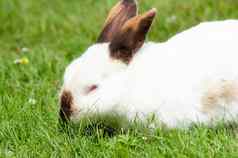 白色可爱的兔子棕色（的）鼻子吃草草坪上毛茸茸的宠物复活节兔子