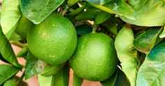 成熟酸橙日益增长的树院子里有机农业果园农场特写镜头郁郁葱葱的柑橘类水果植物绿色叶子收获季节提供维生素好健康