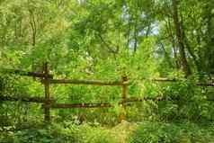 绿色树叶子日益增长的栅栏夏天阳光空神奇的景观明亮的树多叶的植物增长农村农村灌木篱墙户外自然树叶森林