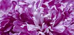 紫色的牡丹花花瓣软焦点摘要花背景假期品牌设计
