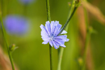 特写镜头蓝色的常见的菊苣花水滴模糊植物背景