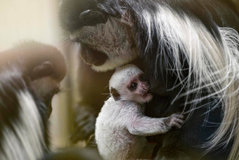 婴儿阿比西尼亚疣猴饮料母亲的乳房牛奶晚上阳光新生儿阿比西尼亚疣猴<strong>黑</strong>色的<strong>猴子</strong>长白色尾巴