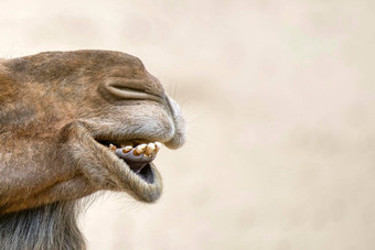 头骆驼特写镜头特写镜头鼻子口骆驼打开口显示牙齿微笑骆驼