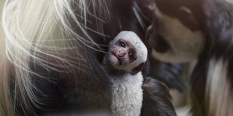 婴儿阿比西尼亚疣猴饮料母亲的乳房牛奶晚上阳光新生儿阿比西尼亚疣猴黑色的猴子长白色尾巴