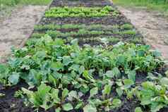 提高了床上年轻的植物蔬菜草本植物春天季节