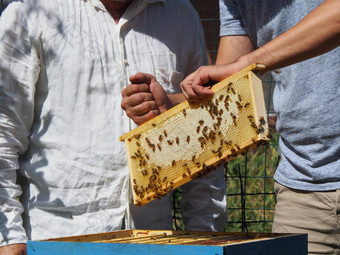 主蜜蜂门将拉框架蜂蜜蜂巢殖民地