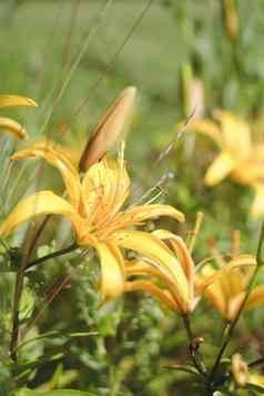 黄色的百合宏摄影夏天一天美花园莉莉关闭花园摄影百合属植物植物花壁纸绿色背景