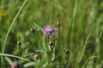 背景新鲜的紫色的花绿色叶子scabiosa夏天花园关闭