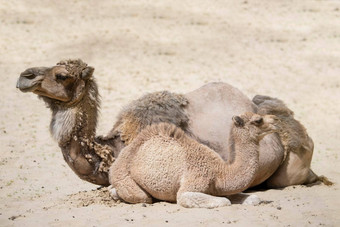 骆驼小骆驼谎言热沙子家庭骆驼特写镜头沙漠