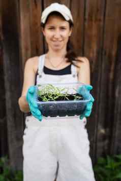 胡椒番茄幼苗泥炭土壤塑料幼苗托盘年轻的幼苗胡椒概念园艺幼苗年轻的植物年轻的女孩持有容器幼苗手