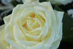大象牙白色玫瑰