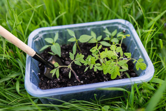 胡椒番茄幼苗泥炭土壤塑料幼苗托盘年轻的幼苗胡椒概念园艺幼苗年轻的植物