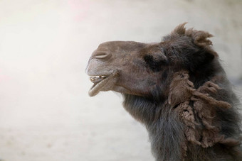 头骆驼特写镜头特写镜头鼻子口骆驼打开口显示牙齿微笑骆驼