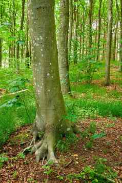 莫斯日益增长的山毛榉树远程森林环境保护自然储备森林潮湿的藻类真菌增长郁郁葱葱的绿色植物安静的农村景观德国