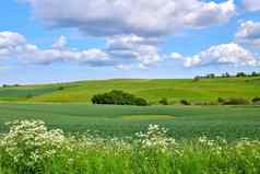 郁郁葱葱的绿色景观美丽的场农村牛放牧牧场多云的蓝色的天空背景风景优美的草地盛开的树植物自然