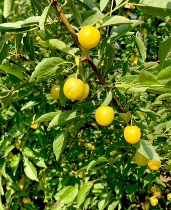 黄色的李子樱桃李子水果树分支成熟的水果收获水果树