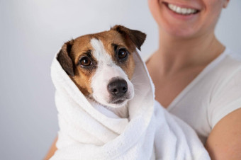 女人湿巾杰克罗素梗毛巾洗白色背景美容师干狗的头发特里毛巾