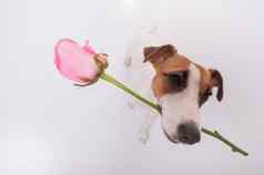 前视图有趣的狗粉红色的玫瑰口白色背景宽角