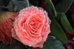 白色灰白色霜单粉红色的玫瑰