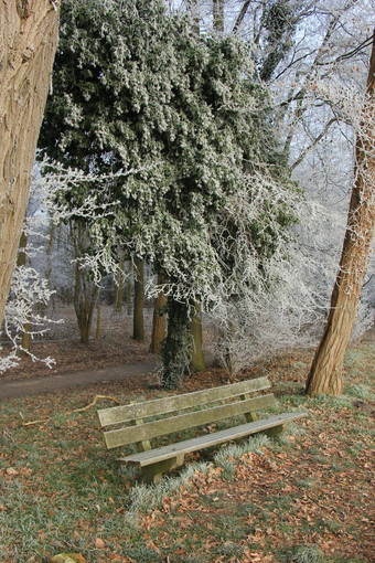 板凳上冻冬天森林