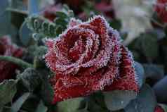 白色灰白色霜单红色的玫瑰