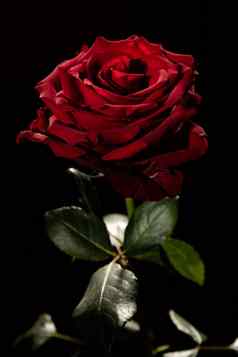 盛开的红色的玫瑰巴德黑色的背景