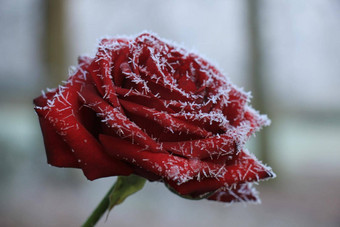白色灰白色霜单红色的玫瑰