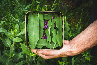 集合<strong>药用</strong>草本植物<strong>草药</strong>医生收集圣人Herbal治疗