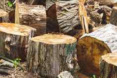 问题森林砍伐出口木材国家