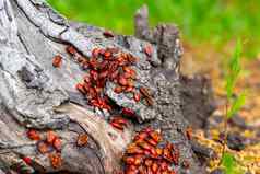 红色的甲虫群甲虫坐在树桩昆虫太阳
