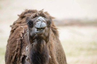 骆驼沙漠特写镜头特写镜头骆驼的头背景沙子沙漠骆驼打开口显示牙齿微笑