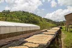 暴露咖啡豆子自然阳光非洲地区