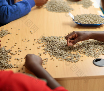 女手排序咖啡豆子大小生产