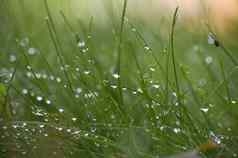 叶片新鲜的绿色春天草雨滴