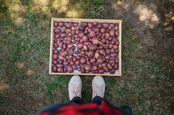 农民脚木箱新鲜的收获土豆日益增长的收获有机蔬菜前视图