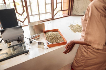 女工人站表格排序咖啡豆子