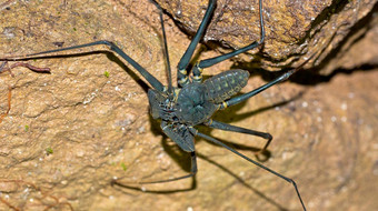 鞭子蜘蛛tailess鞭子蝎子基督山国家公园科斯塔黎加