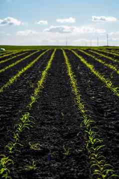 玉米田农村景观场年轻的玉米行年轻的绿色玉米植物日益增长的巨大的场黑暗肥沃的土壤