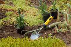 园艺工具种植丁香地面花园床上