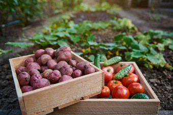 堆放木盒子新鲜收获作物有机蔬菜农业场日益增长的收获