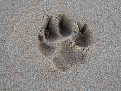 狗爪子打印沙子