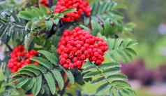 罗文树成熟的红色的浆果分支机构