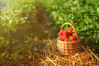 小柳条篮子完整的草莓铺设稻草地面基斯下午太阳挑选农场场草莓叶子背景