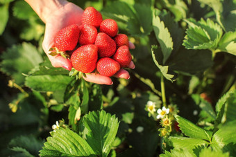 女人手持有一些成熟的<strong>草莓</strong>收获挑选<strong>草莓</strong>场农场