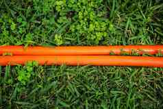 明亮的橙色软管行绿色草坪上视图摘要园艺背景