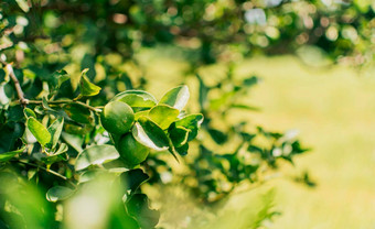 绿色柠檬园丁自然背景美丽的生柠檬花园焦点背景美丽的绿色柠檬挂分支