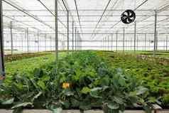 空温室新鲜的完全种植沙拉类型准备好了收获交付当地的超市