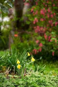 花园花花园美丽的自然植物夏天一天明亮的黄色的花瓣详细的绿色植物自然特写镜头新鲜的日益增长的生活春天在户外