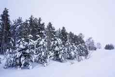 冬天景观白雪覆盖的松树雪地里