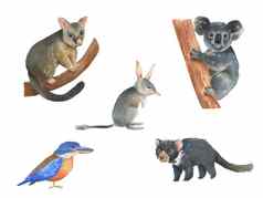 集澳大利亚动物水彩插图孤立的白色背景可爱的手画负鼠考拉澳大利亚一天